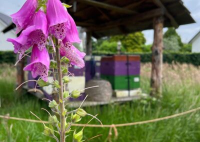 Sint Anthoniusmolen Kessel